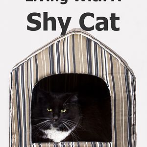 shy-cat-tips.jpg