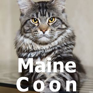 maine-coon-breed-profile.jpg