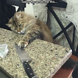 funny-cat-knife-kitchen-playing.jpg