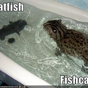 163684-catfish-fishcat-fish-cat-meme-2Auw.jpeg