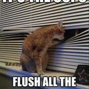 its-the-cops-flush-the-drugs-funny-cats.jpg