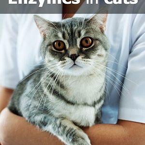 elevated-liver-enzymes-cats.jpg