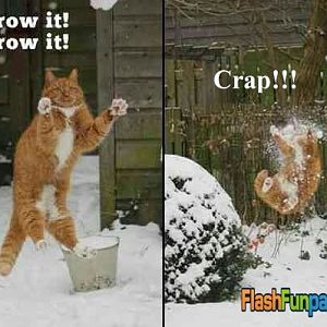 Cat-snowball-fight.jpg