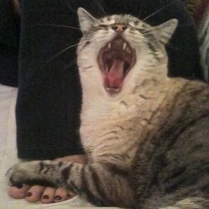 Rocky-yawn.jpg