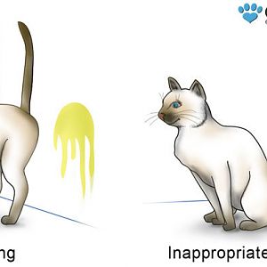 spraying_vs_urinating_cat_behavior.jpg