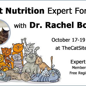 cat-nutrition-expert-forum.jpg