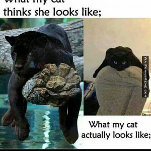 Animal-memes-what-my-cat-thinks-she-looks-like.jpg