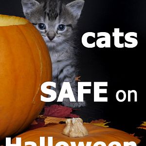 keep-cats-safe-halloween.jpg