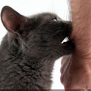 cat-love-bites-feature.jpg