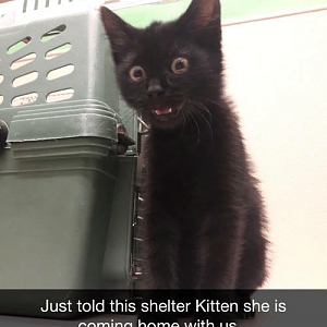 just-told-this-shelter-kitten-she-is-coming-home-w