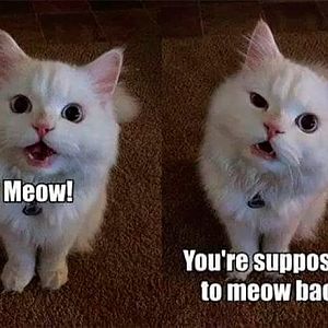 funny-cat-pictures-youre-supposed-to-meow-back.jpg