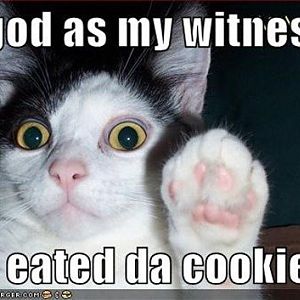 funny-pictures-testify-cat_thumb.jpg