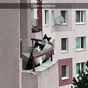 3A052F1D00000578-3901358-Nosy_neighbours_Nobody_to