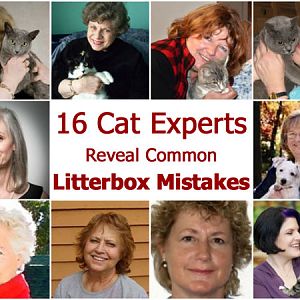 cat-experts-reveal-litterbo.jpg