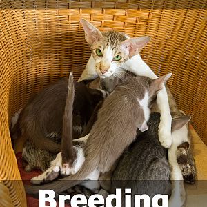 breeding-cats.jpg