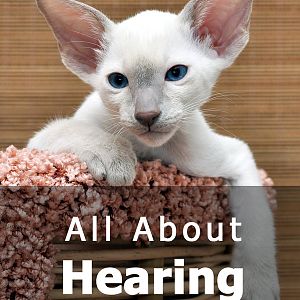 hearing-in-cats.jpg