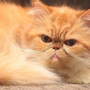 persian-red-tabby-cat.jpg