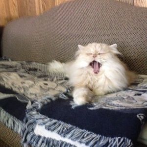 Carleton yawn sofa.jpg
