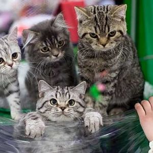 RUSSIAN CAT SHOW.jpg