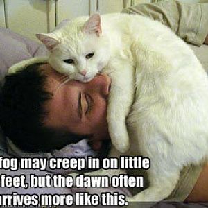 Cool funny cat pictures with captions.jpg