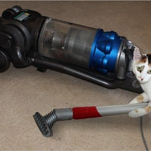 vacuum-cat.jpg