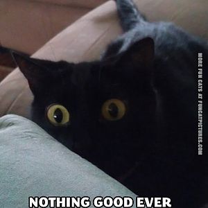 nothing-good-ever-comes-out-of-this-look-funny-cat
