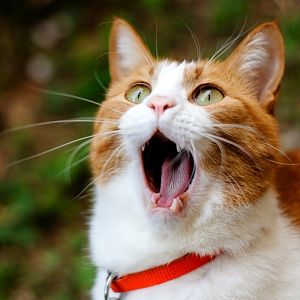 cat_yawning_collar_surprise_36166_2560x1440.jpg