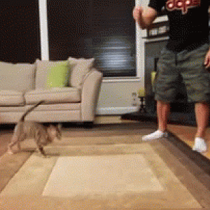 jumping-cat.gif