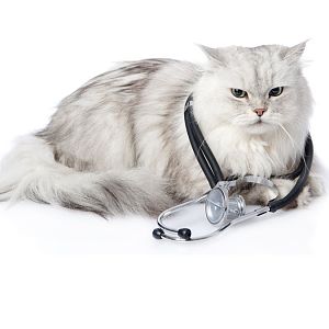 cat-health-quiz.jpg