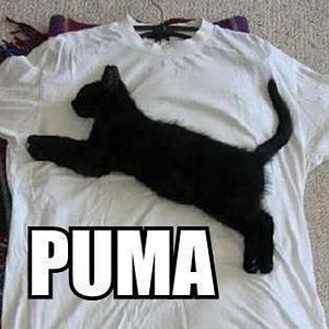 puma-cat-meme.jpg
