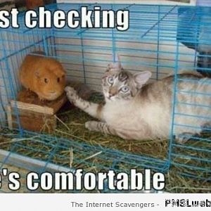 3-cat-and-hamster-meme.jpg