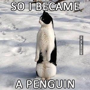 So-I-Became-A-Penguin-Funny-Cat-Meme-Image.jpg