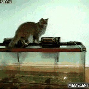cat-falling-into-a-fish-tank_o_486140.gif