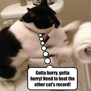 cat-humor-gotta-hurry-toilet-paper_zpsygd8vol7.jpg