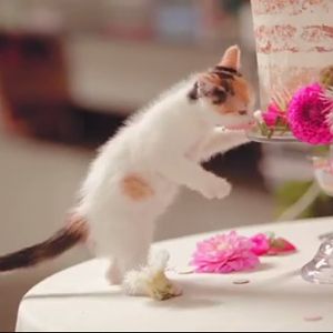kitten eating wedding cake.jpg
