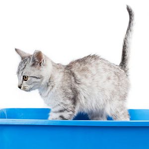 First-time Cat Owner's Guide: The litterbox