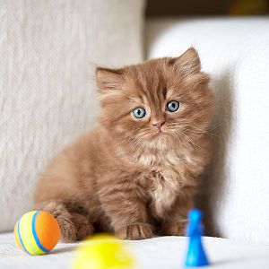First-time Cat Owner's Guide: Playing and toys