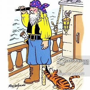animals-pirate-cat-cat_owner-cat_owning-pets-rde48