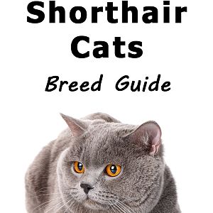 british-shorthair-cats.jpg