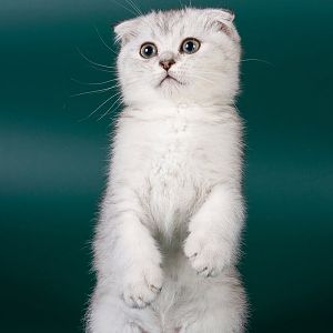 scottish-fold-cats.jpg