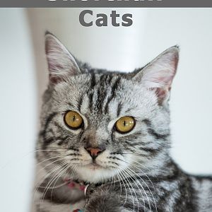 american-shorthair-cats.jpg