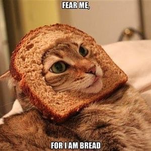 bread-face-cats.jpg