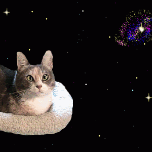 cat-magic-carpet-bed-catiewayne-dot-com.gif
