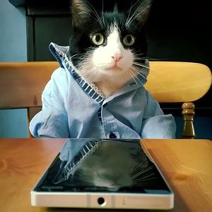 Catz-using-Lumia-930.jpg