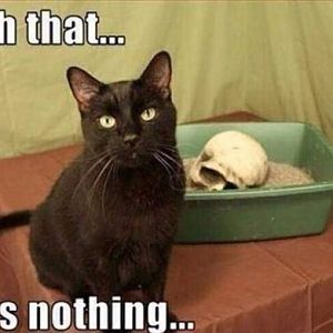 cat skull.jpg
