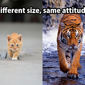 tiger-kitty-same-attitude.png