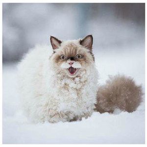 snowcat1.jpg