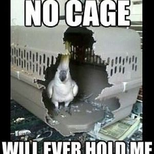 no cage will ever hold me.jpg