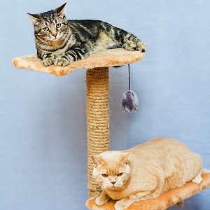how to make your apartment bigger (at least for your cats) - All about vertical space for cats!