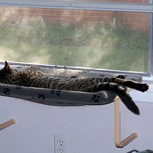 Cats love some window space! Check out the ideas in this article.